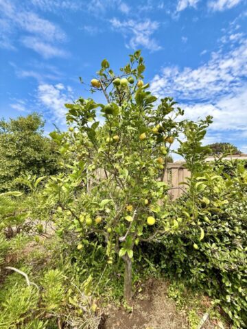 2235-milton-ct-san-diego-ca_exerior-side_5510