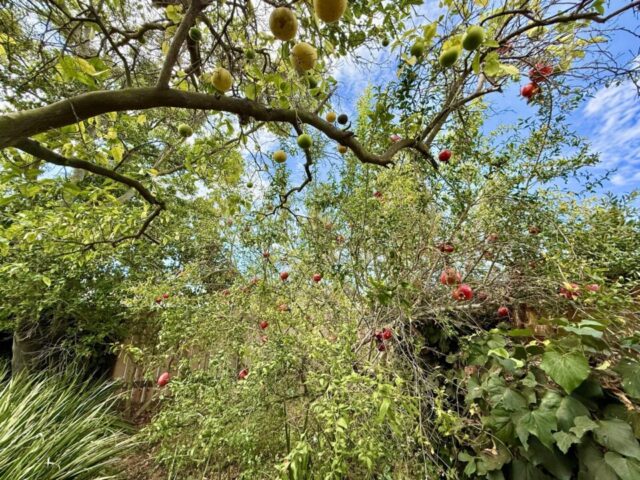 2235-milton-ct-san-diego-ca_exterior-back_5498
